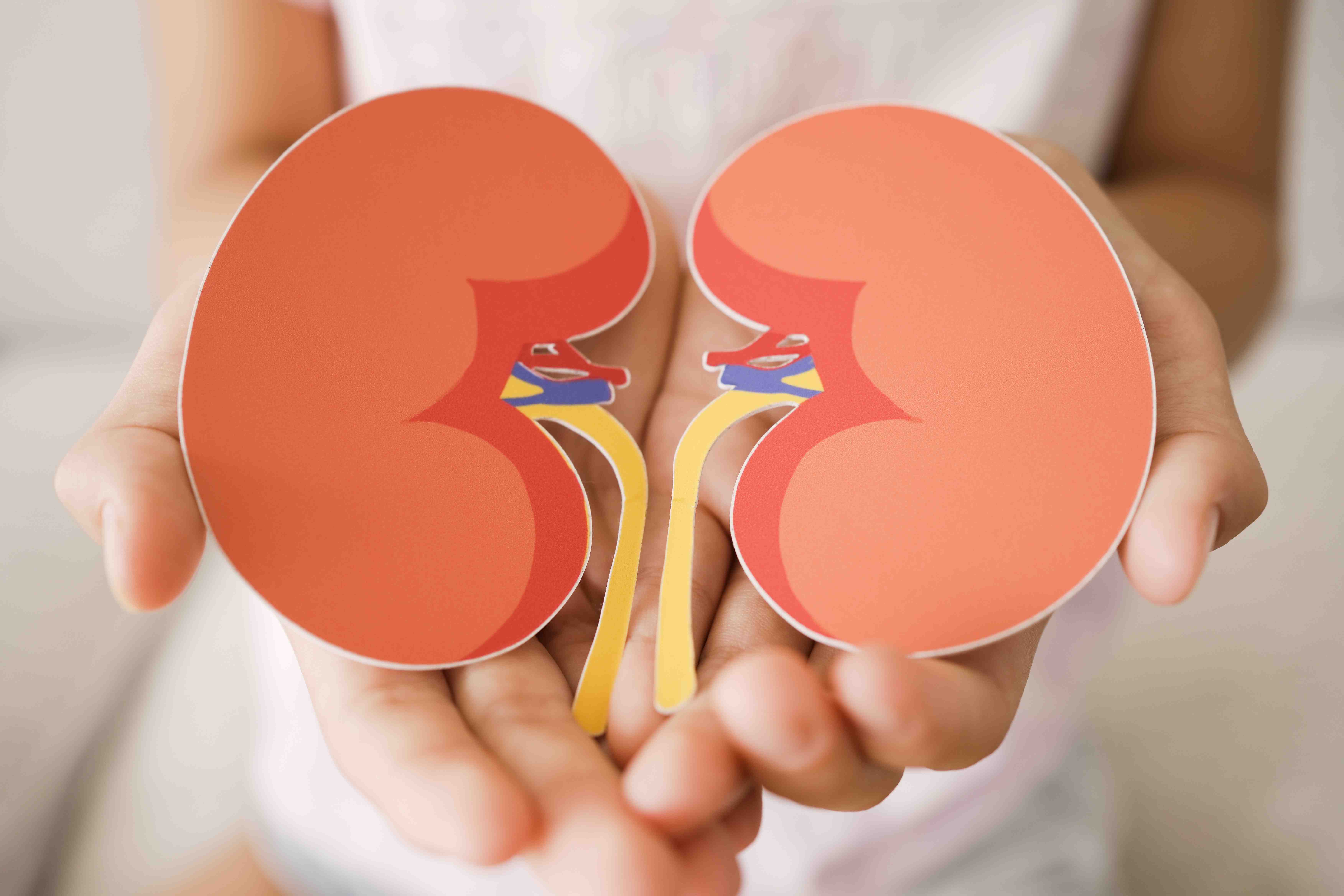 hands holding paper kidneys